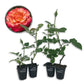 Tuscan Sun Rose Bush - Live Starter Plants in 2 Inch Pots - Beautifully Fragrant Heirloom Rose from Florida - A Versatile Beauty with a Rich Fragrance