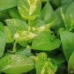 Golden Pothos - Live Plant in a 6 Inch Pot - Epipremmum Aureum - Stunning Houseplant with Unique Foliage - The Perfect Air Purifying Houseplant Companion