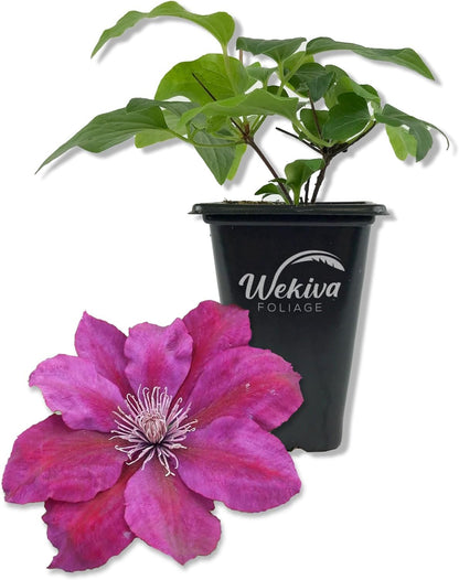 Clematis Picardy - Live Starter Plants in 2 Inch Growers Pots - Starter Plants Ready for The Garden - Rare Clematis for Collectors