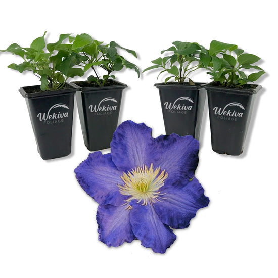 Clematis Ravel - Live Starter Plants in 2 Inch Growers Pots - Starter Plants Ready for The Garden - Rare Clematis for Collectors