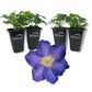 Clematis Ravel - Live Starter Plants in 2 Inch Growers Pots - Starter Plants Ready for The Garden - Rare Clematis for Collectors