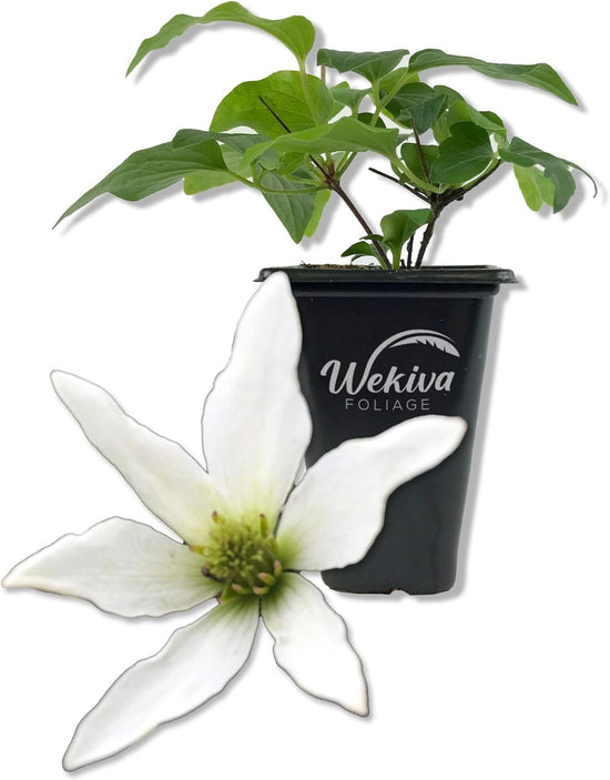 Clematis Sweet Autumn Paniculata - Live Starter Plants in 2 Inch Growers Pots - Starter Plants Ready for The Garden - Rare Clematis for Collectors