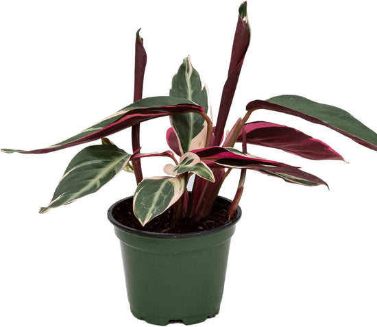 Tricolor Stromanthe Prayer Plant - Live Plant in an 4 Inch Pot - Stromanthe Sanguinea Triostar - Beautiful Easy to Grow Air Purifying Indoor Plant