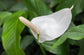 Spathiphyllum Peace Lily - Live Starter Plants in 4 Inch Pots - Spathiphyllum - Elegant Low Maintenance Air Purifying Indoor Houseplant