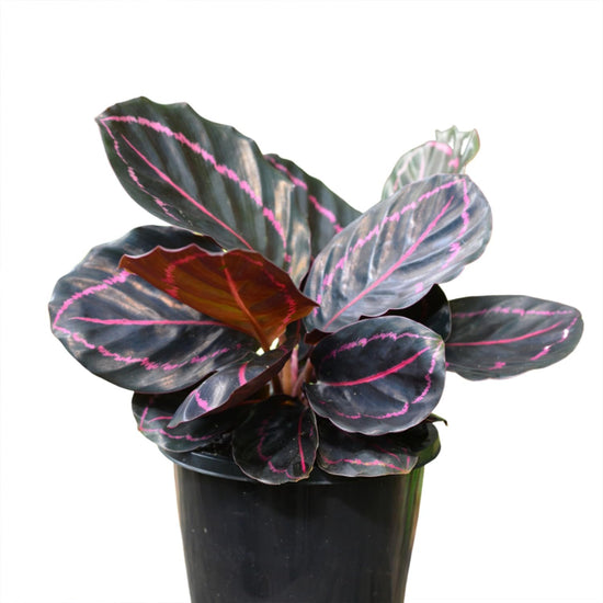 Calathea Dottie - Live Plants in 4 Inch Growers Pots - Calathea Roseopicta &