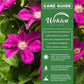 Clematis Ernest Markham - Live Starter Plants in 2 Inch Pots - Starter Plants Ready for The Garden - Beautiful Maroon Flowering Vine