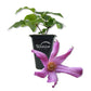 Clematis Alionushka - Live Starter Plants in 2 Inch Growers Pots - Starter Plants Ready for The Garden - Rare Clematis for Collectors