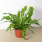 Crocodile Fern - Live Plant in a 6 Inch Grower&