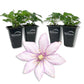 Clematis Samaritan Jo - Live Starter Plants in 2 Inch Growers Pots - Starter Plants Ready for The Garden - Rare Clematis for Collectors