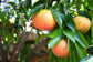 Ray Ruby Grapefruit Tree - Live Plant in a 5 Gallon Pot - 2-3 Feet Tall - Florida Only - Cannot Ship Out of Florida - Beautiful Fruit Tree for Patio and Garden