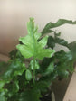 Nicholas Diamond Fern - Live Plants in 4 Inch Grower&