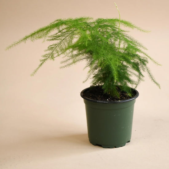 Plumosa Fern - Live Plant in a 6 Inch Grower&