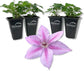 Clematis Rosalie - Live Starter Plants in 2 Inch Growers Pots - Starter Plants Ready for The Garden - Rare Clematis for Collectors