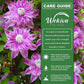 Clematis Josephine - Live Starter Plants in 2 Inch Growers Pots - Starter Plants Ready for The Garden - Rare Clematis for Collectors