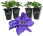 Clematis Lindsay - Live Starter Plants in 2 Inch Growers Pots - Starter Plants Ready for The Garden - Rare Clematis for Collectors