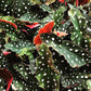 Polka Dot Begonia - Live Plant in a 4 Inch Pot - Begonia Maculata - Extremely Rare and Beautiful Indoor Houseplant - Air Purifying