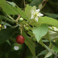 Jamaican Cherry Tree - Strawberry Tree - 2 Live Starter Plants in 2 Inch Grower&