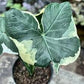 Alocasia Mickey Mouse Plant - Live Plant in a 4 Inch Growers Pot - Xanthosoma Sagittifolium Variegatum Monstrosum - Rare and Elegant Indoor Houseplant