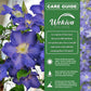 Clematis Ravel - Live Starter Plants in 2 Inch Growers Pots - Starter Plants Ready for The Garden - Rare Clematis for Collectors