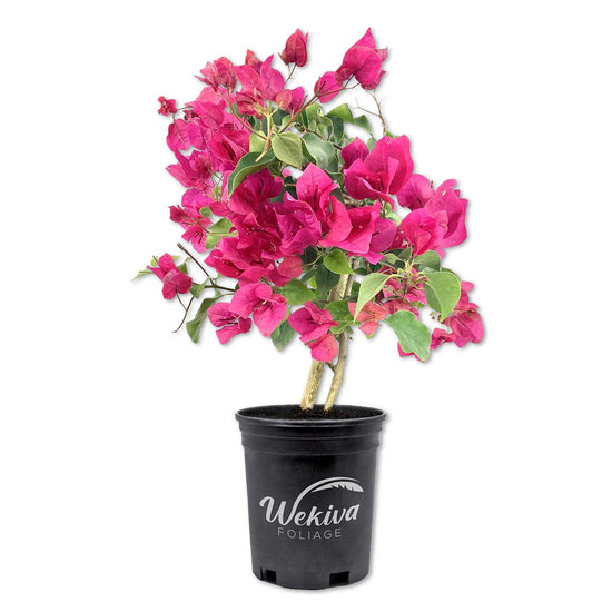 Bougainvillea - Live Plants in 6 Inch Pots - Colors Chosen Based on Plants in Bloom - Beautiful Flowering Shrub