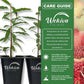 Pomegranate Variety Pack - 4 Live Starter Plants - Grower&