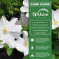 Clematis Lanuginosa Candida - Live Starter Plant in a 2 Inch Growers Pot - Starter Plants Ready for The Garden - Bold and Beautiful White Flowering Vine