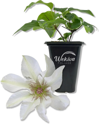 Clematis Kitty - Live Starter Plants in 2 Inch Growers Pots - Starter Plants Ready for The Garden - Rare Clematis for Collectors