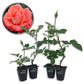 Cary Grant Rose Bush - Live Starter Plants in 2 Inch Pots - Beautifully Fragrant Hybrid Tea Rose from Florida - A Versatile Beauty with a Rich Fragrance