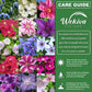 Clematis Reiman - Live Plants in 4 Inch Growers Pots - Clematis &