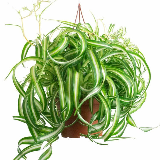 Bonnie Spider Plant Hanging Basket - Live Plant in a 6 Inch Hanging Basket - Chlorophytum Comosum &