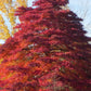 Black Tupelo Tree - Live Tree in a 3 Gallon Pot - Nyssa Sylvatica - Native Plant Beautiful Color Changing Foliage