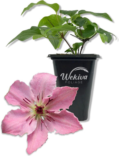 Clematis Sarah Elizabeth - Live Starter Plants in 2 Inch Growers Pots - Starter Plants Ready for The Garden - Rare Clematis for Collectors