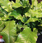 Crocodile Fern - Live Plant in a 6 Inch Grower&