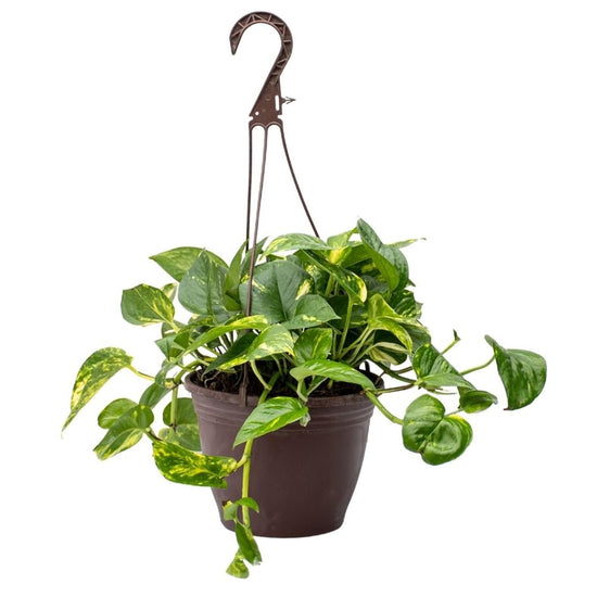 Golden Pothos Hanging Basket - Live Plant in an 8 Inch Hanging Basket - Epipremnum Aureum - Stunning Houseplant with Unique Foliage - The Perfect Air Purifying Houseplant Companion