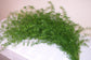 Sprengeri Fern - Live Plant in a 6 Inch Grower&