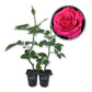 Miss All American Beauty Rose Bush - Live Starter Plants in 2 Inch Growers Pots - Beautifully Fragrant Hybrid Tea Rose - A Versatile Beauty with a Rich Fragrance