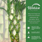 Lucky Indoor Bamboo Trellis - Live Plant - Ships Bare Root - Approx 10 Inch Tall Trellis Shaped Stalks - Air Purifying Feng-Shui Zen Garden Houseplants