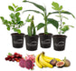 Fruit Fiesta Variety Pack - 4 Live Plants in 4 Inch Pots - One Each of Banana Tree, Dragon Fruit, Barbados Cherry Tree, and Fig Tree for Your Edible Garden