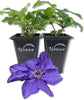 Clematis Lindsay - Live Starter Plants in 2 Inch Growers Pots - Starter Plants Ready for The Garden - Rare Clematis for Collectors