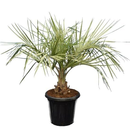 Jelly Palm - Live Starter Plants in Growers Liners - Butia Odorata - Rare Ornamental Palms of Florida