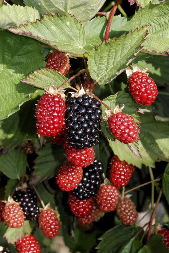 Blackberry Plant - 4 Live Starter Plants - Rubus - Fruit Trees for The Patio and Garden