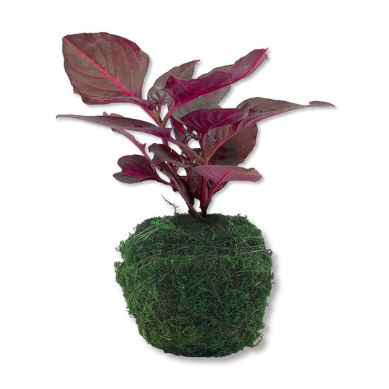 Bloodleaf Plant in Moss Planter – Live Starter Plant in a 4 Inch Decorative Pot - Iresine Herbstii – Kokedama Moss Ball Planter