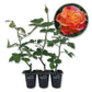 Colorific Rose Bush - Live Starter Plants in 2 Inch Growers Pots - Beautifully Fragrant Floribunda Rose - A Versatile Beauty with a Rich Fragrance