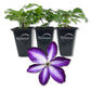 Clematis Venosa Violacea - Live Starter Plants in 2 Inch Growers Pots - Starter Plants Ready for The Garden - Rare Clematis for Collectors