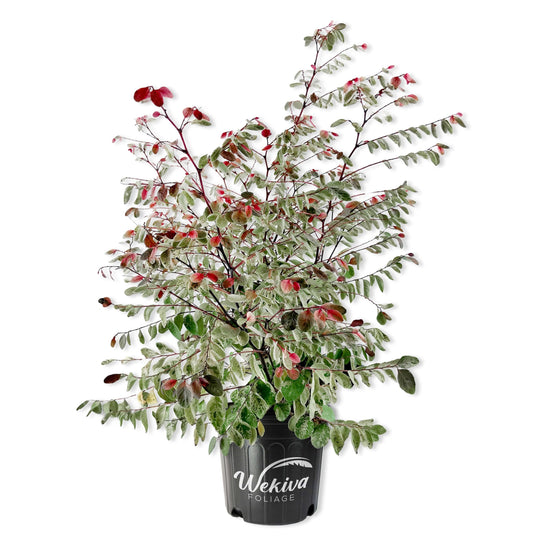 Snow On The Mountain - Live Plant in a 3 Gallon Grower&