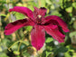 Clematis Huvi - Live Starter Plants in 2 Inch Growers Pots - Starter Plants Ready for The Garden - Beautiful Scarlet Flowering Vine