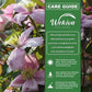 Clematis Montana Rubens - Live Starter Plants in 2 Inch Growers Pots - Starter Plants Ready for The Garden - Rare Clematis for Collectors