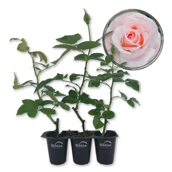 Brides Dream Rose Bush - Live Starter Plants in 2 Inch Pots - Beautifully Fragrant Hybrid Tea Rose from Florida - A Versatile Beauty with a Rich Fragrance