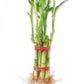 Lucky Indoor Bamboo for Life Balance - 5 Live Stalks - Ships Bare Root - Air Purifying Feng-Shui Zen Garden Houseplants