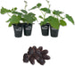 Blackberry Plant - 4 Live Starter Plants - Rubus - Fruit Trees for The Patio and Garden